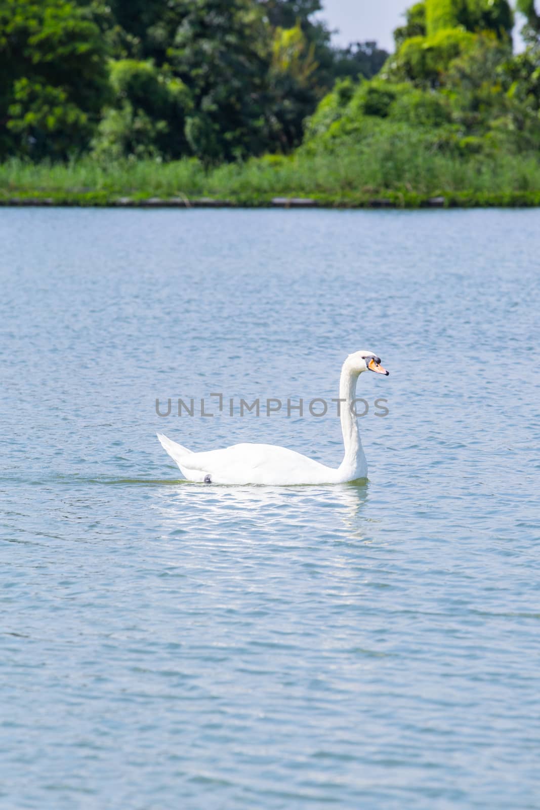 White swans on the water.