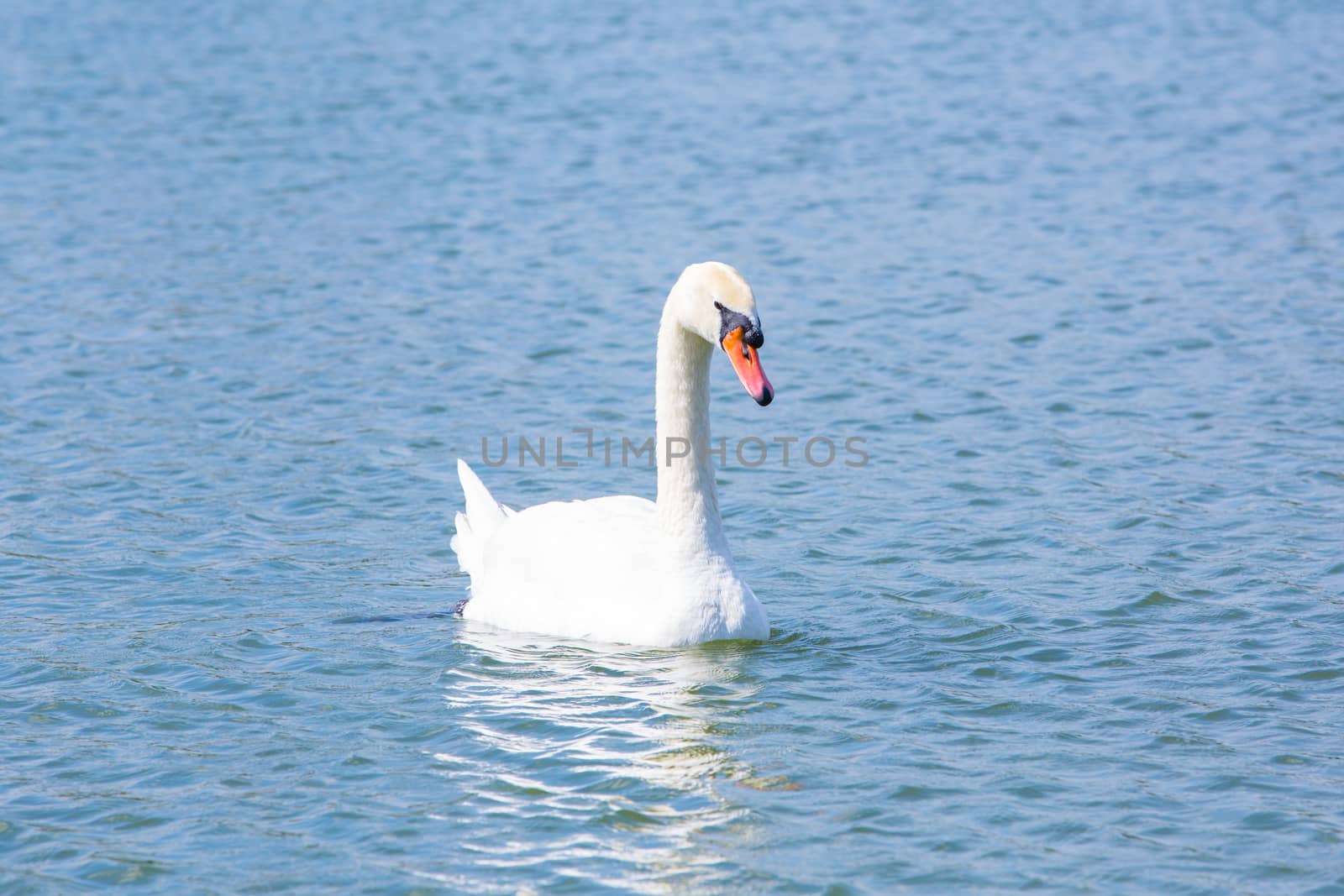 Swan by tuchkay