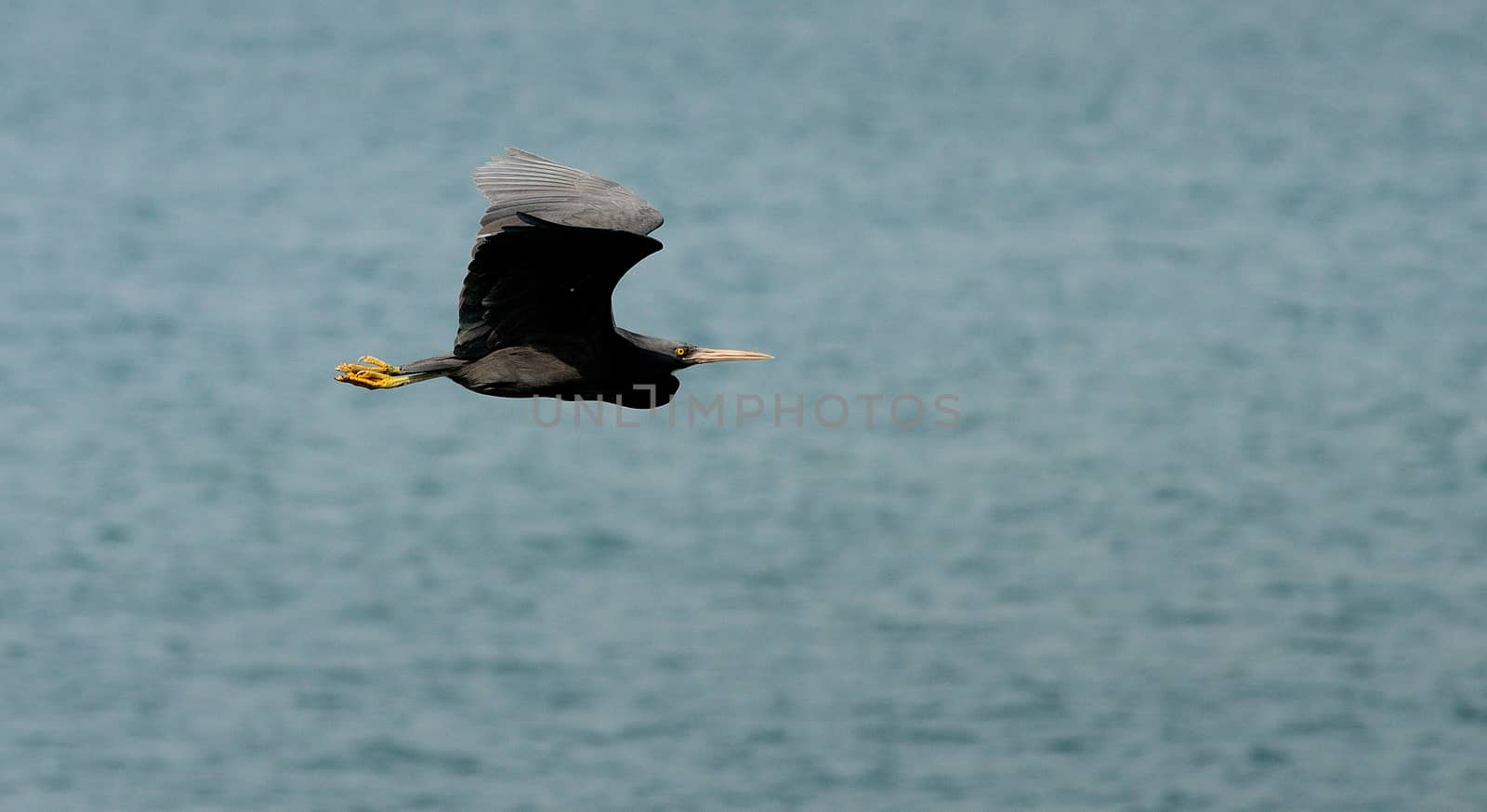 Black bird flying with sea background