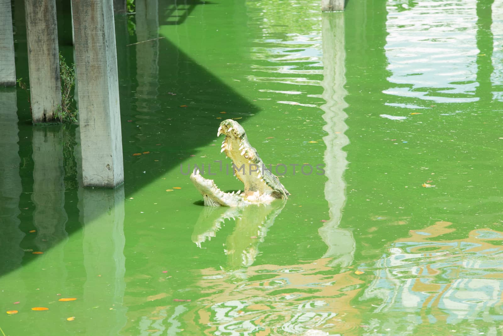 Crocodiles, freshwater lake in thailand