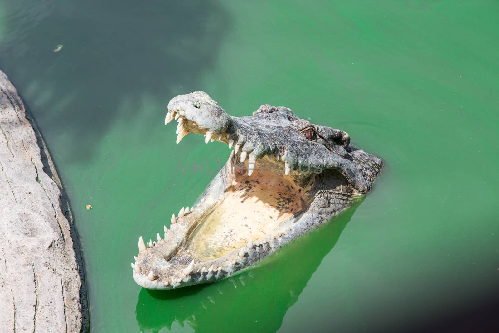 Crocodiles, freshwater lake in thailand