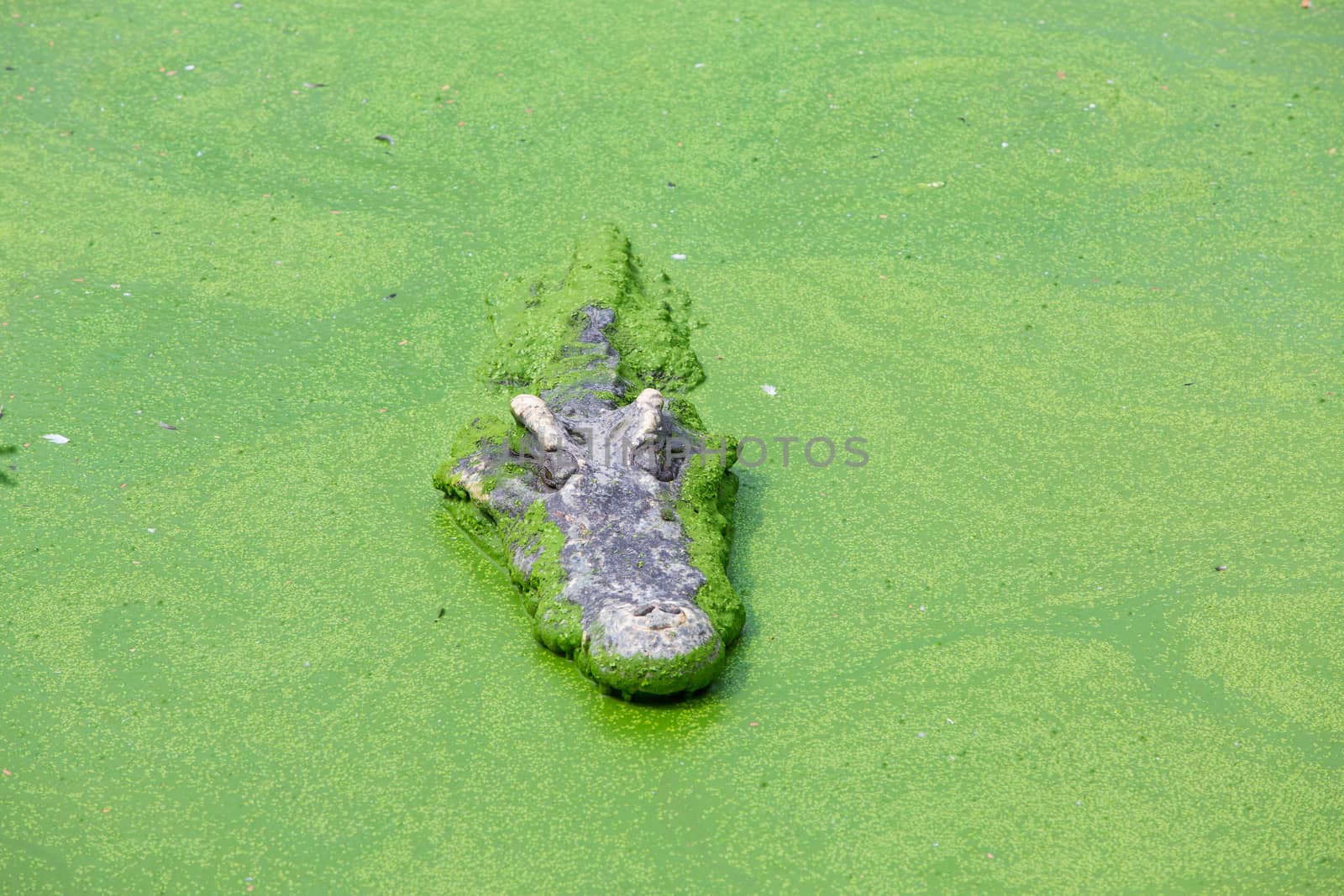 Crocodiles, freshwater lake in thailand