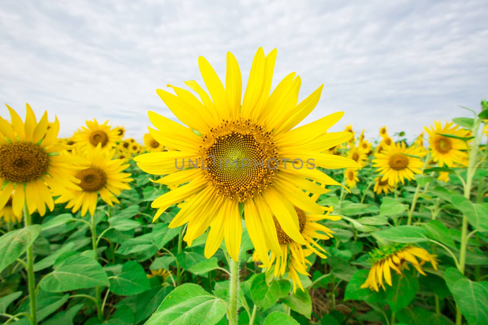 Sunflower fields in Lopburi Thailand.