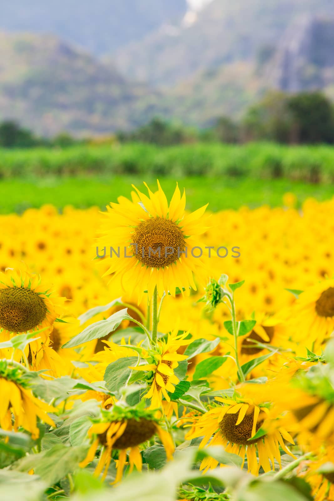 Sunflower fields in Lopburi Thailand.