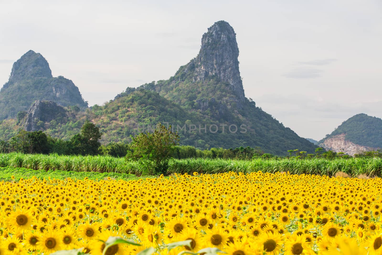 Sunflower fields in Lopburi Thailand.