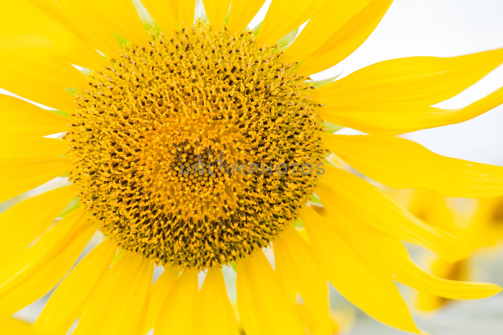 Sunflower fields in Lopburi Thailand.