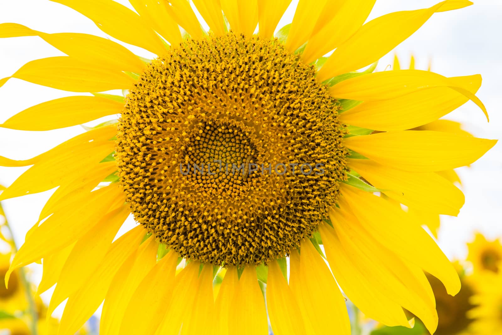 Sunflower fields in Lopburi Thailand.