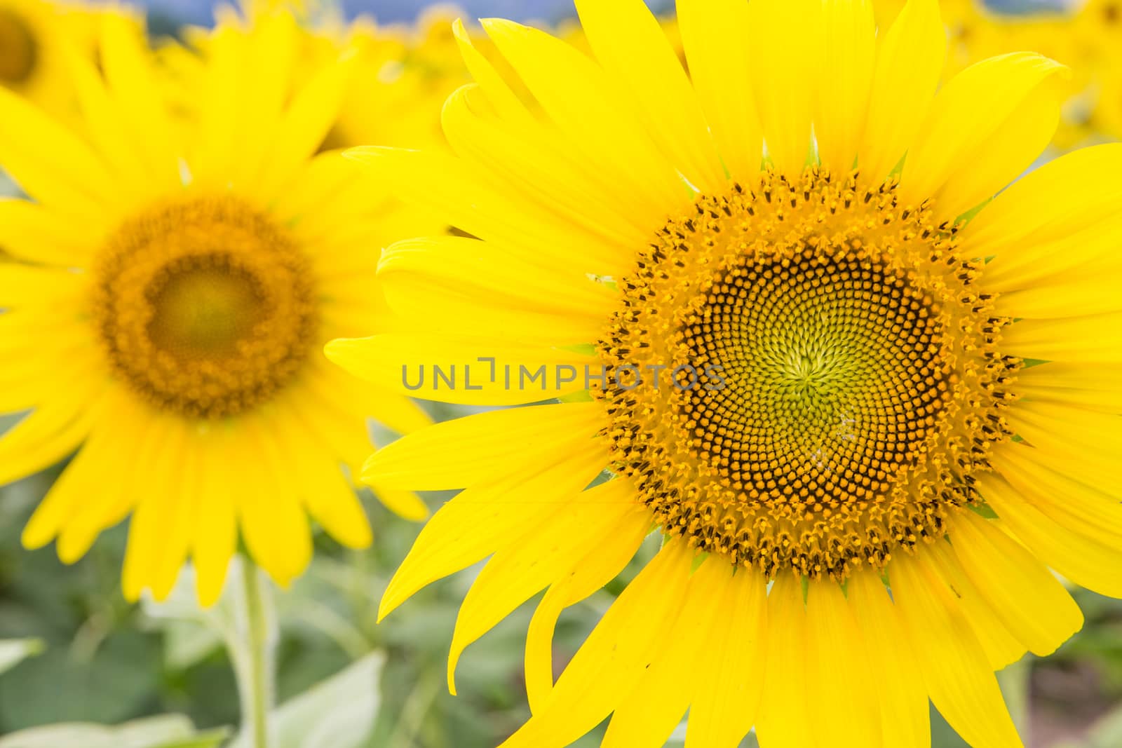 Sunflower fields in Lopburi Thailand.