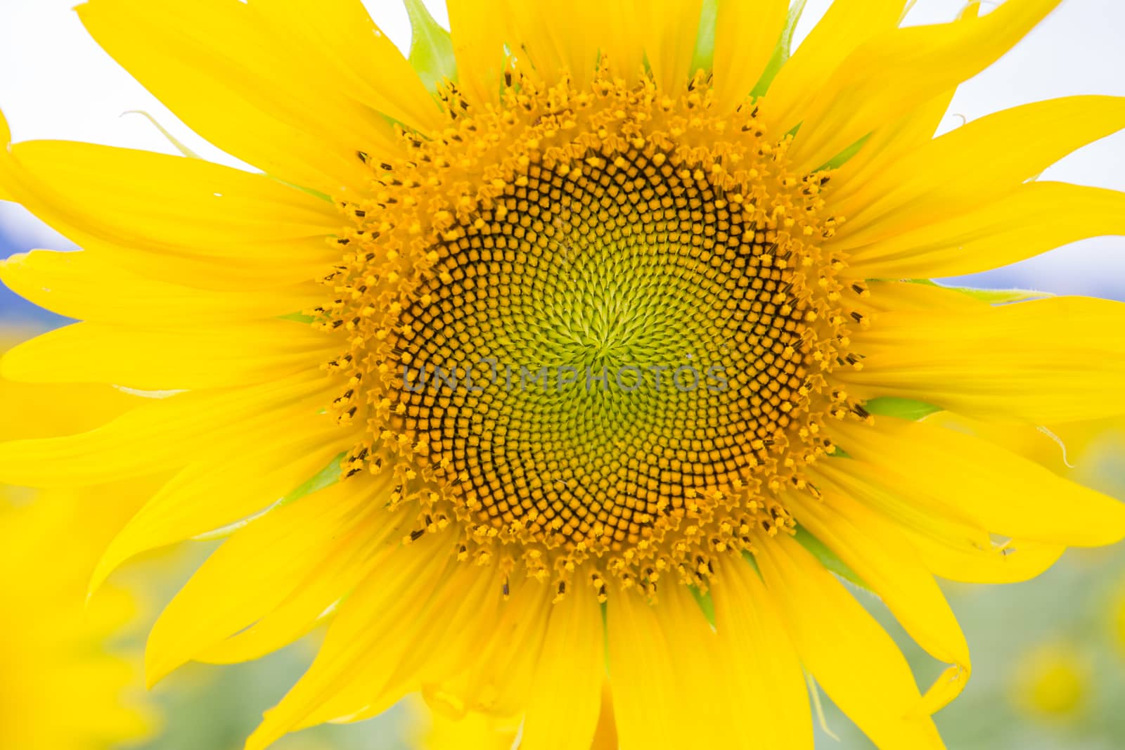 Sunflower fields in Lopburi Thailand.