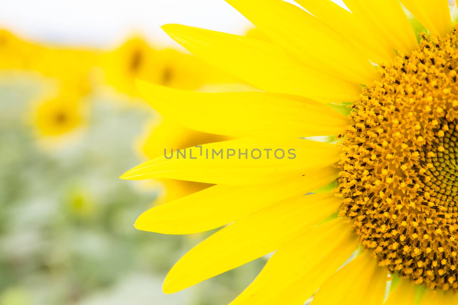 Sunflower fields in Lopburi Thailand.