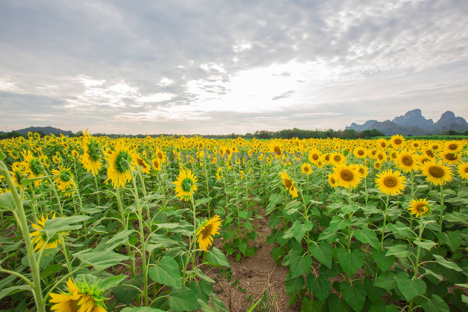 Sunflower fields in Lopburi Thailand.