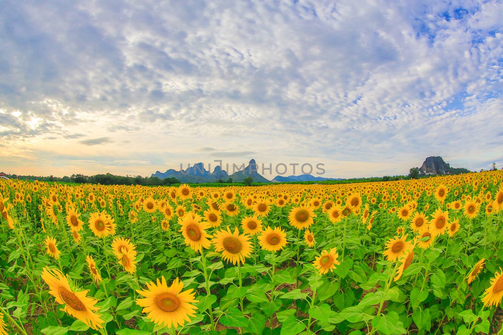 Sunflower fields in Lopburi Thailand.