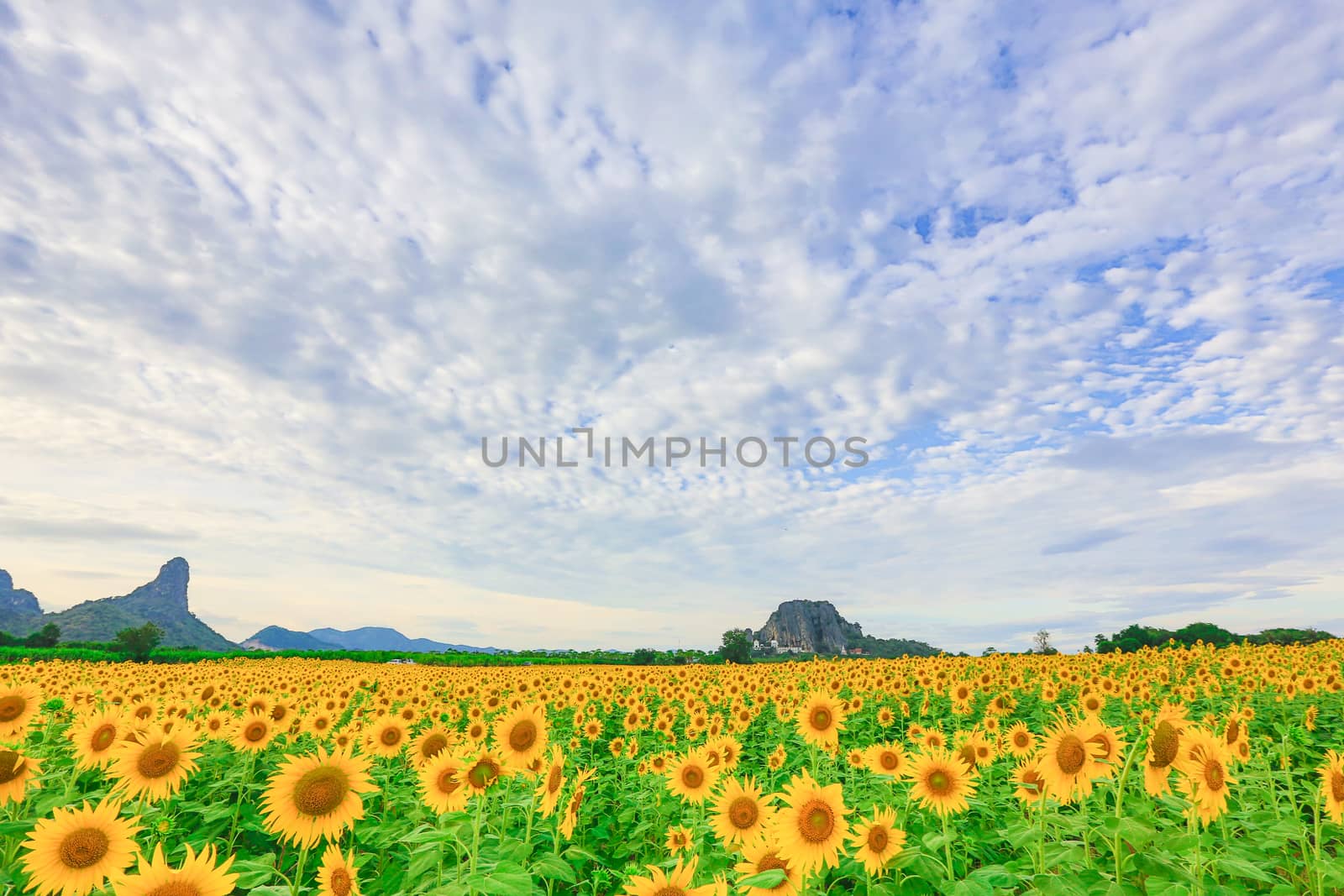 Sunflower fields in Lopburi Thailand.