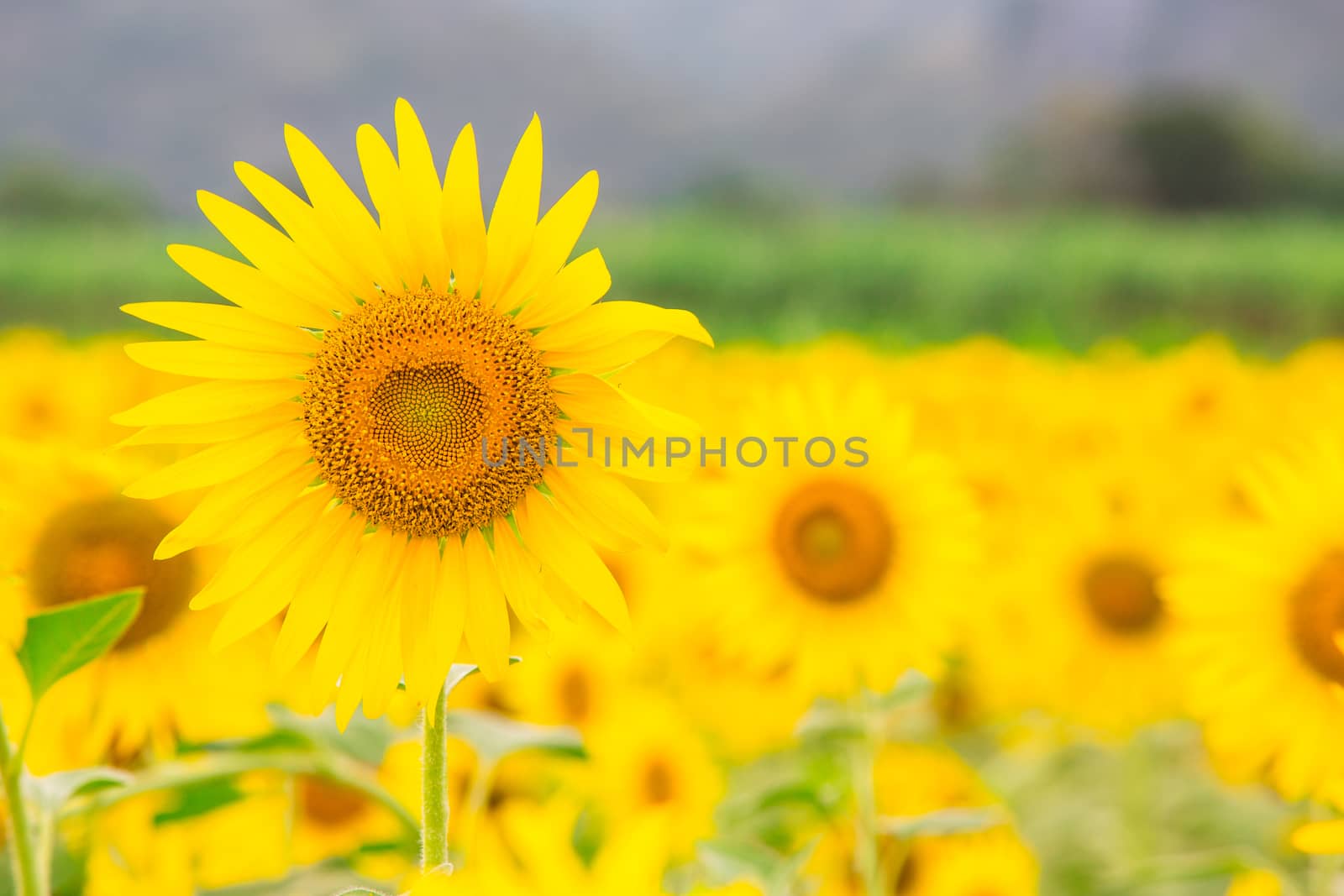 Sunflower fields in Lopburi Thailand.