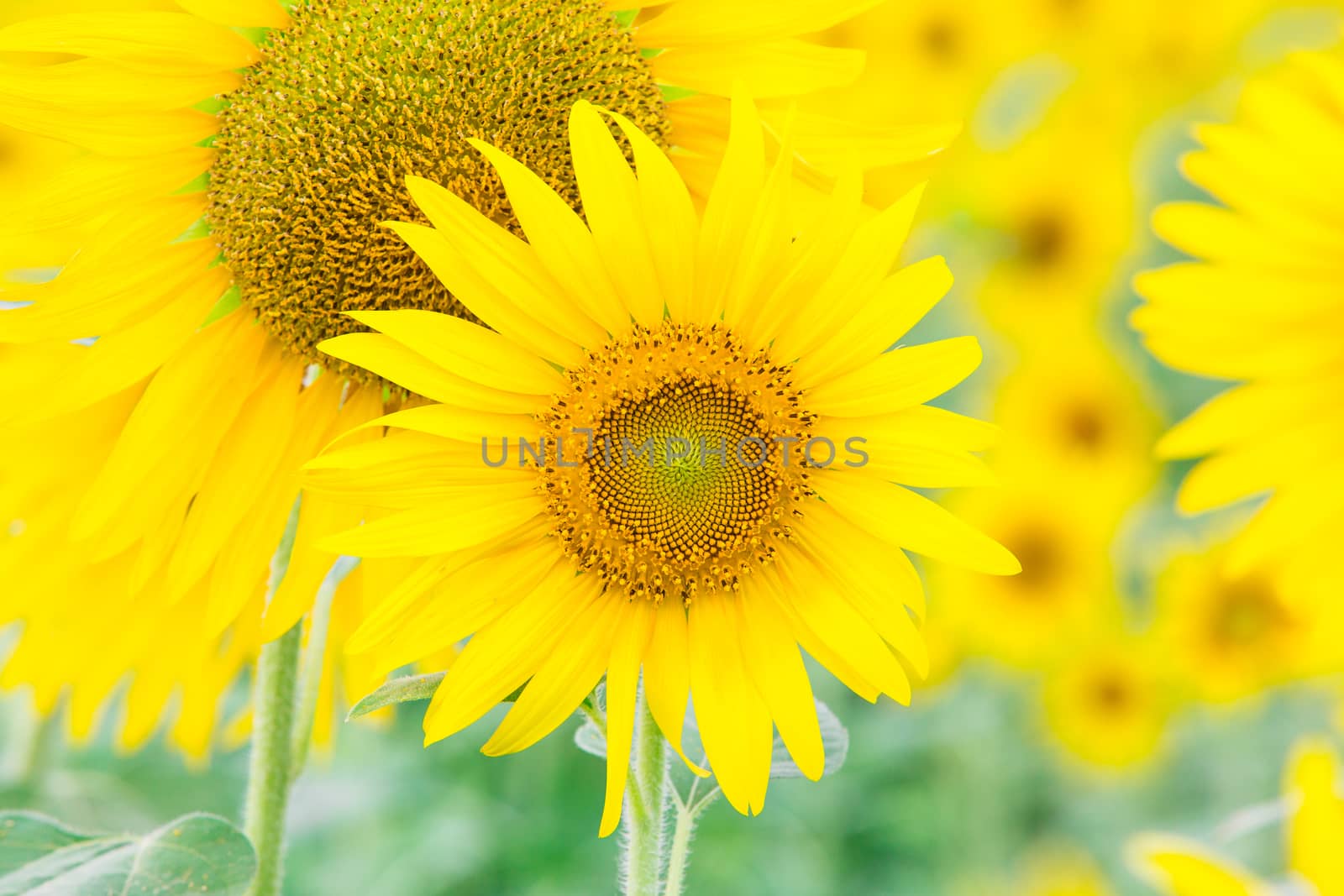 Sunflower fields in Lopburi Thailand.