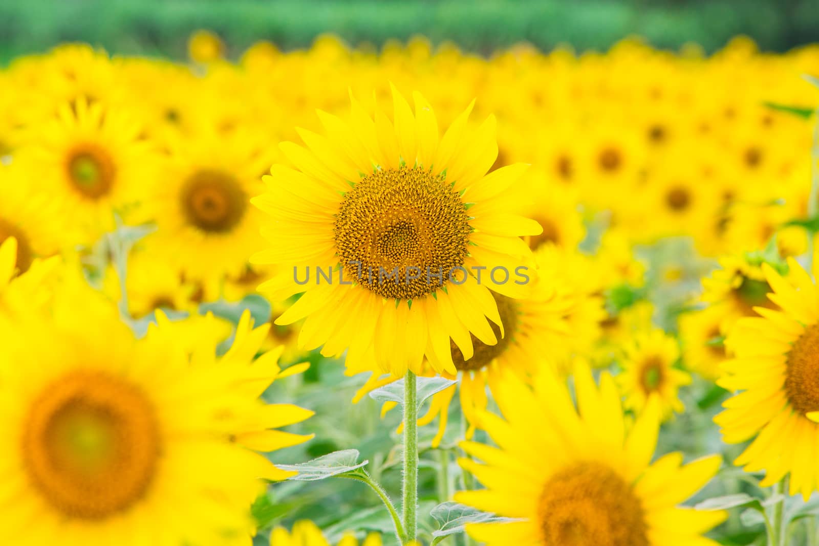 Sunflower fields in Lopburi Thailand.