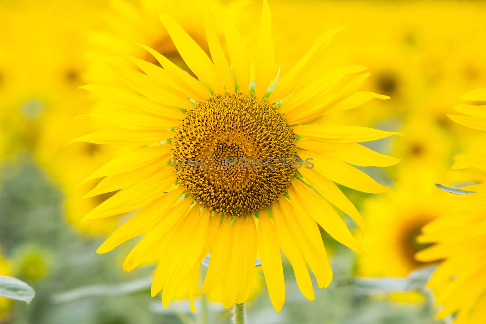 Sunflower fields in Lopburi Thailand.