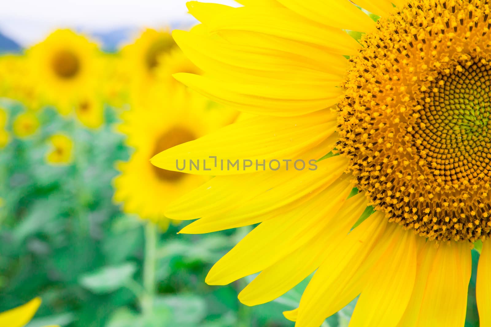 Sunflower fields in Lopburi Thailand.