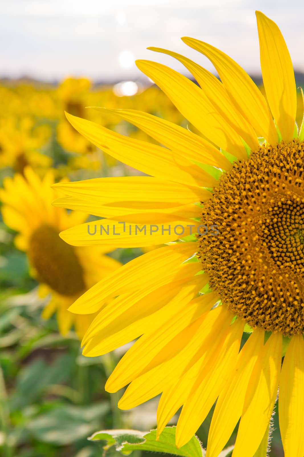 Sunflower fields in Lopburi Thailand.