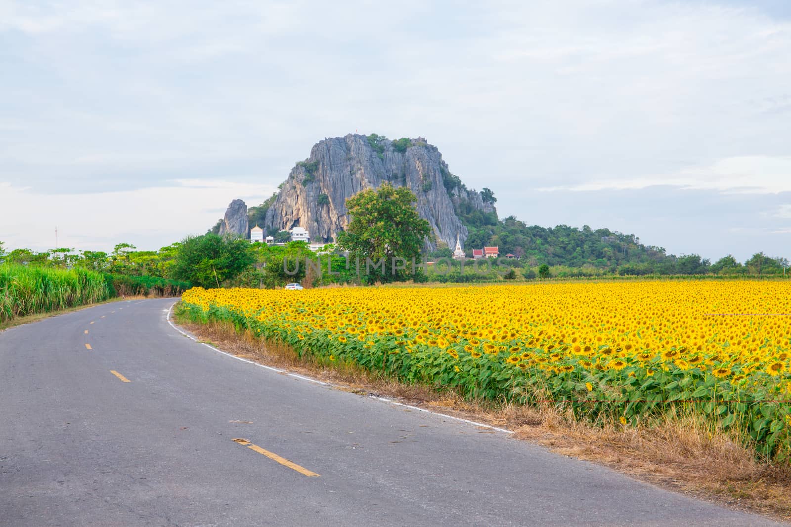 Sunflower fields in Lopburi Thailand.