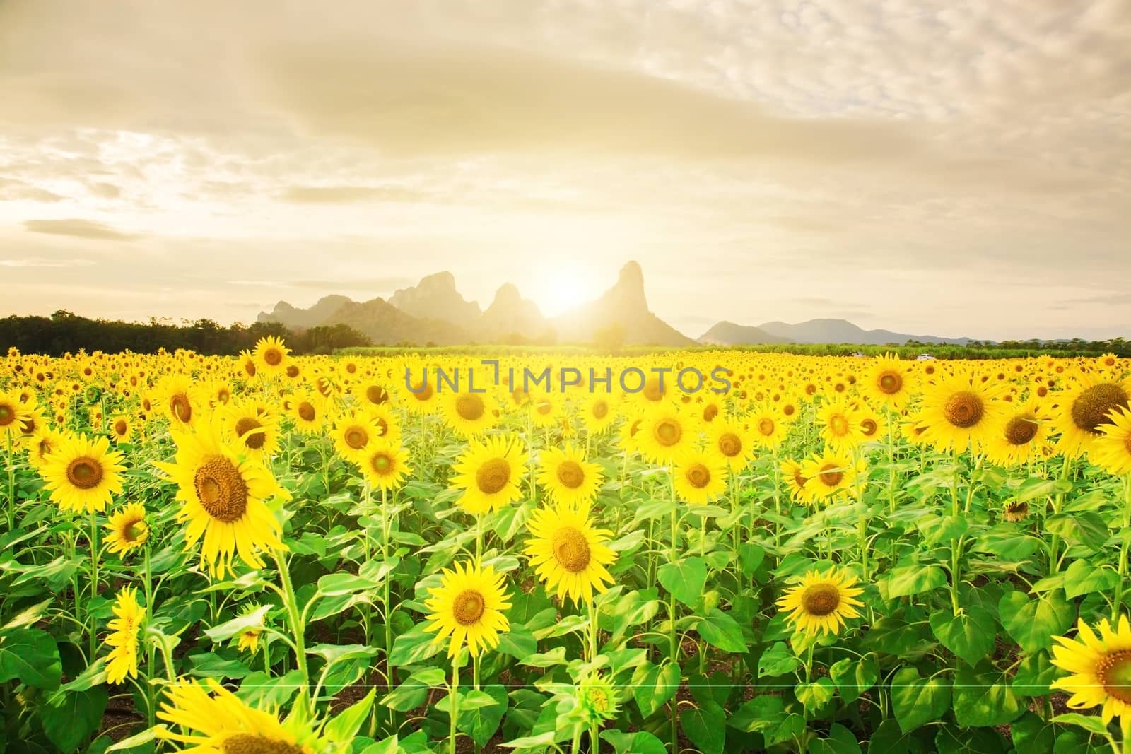 Sunflower fields in Lopburi Thailand.