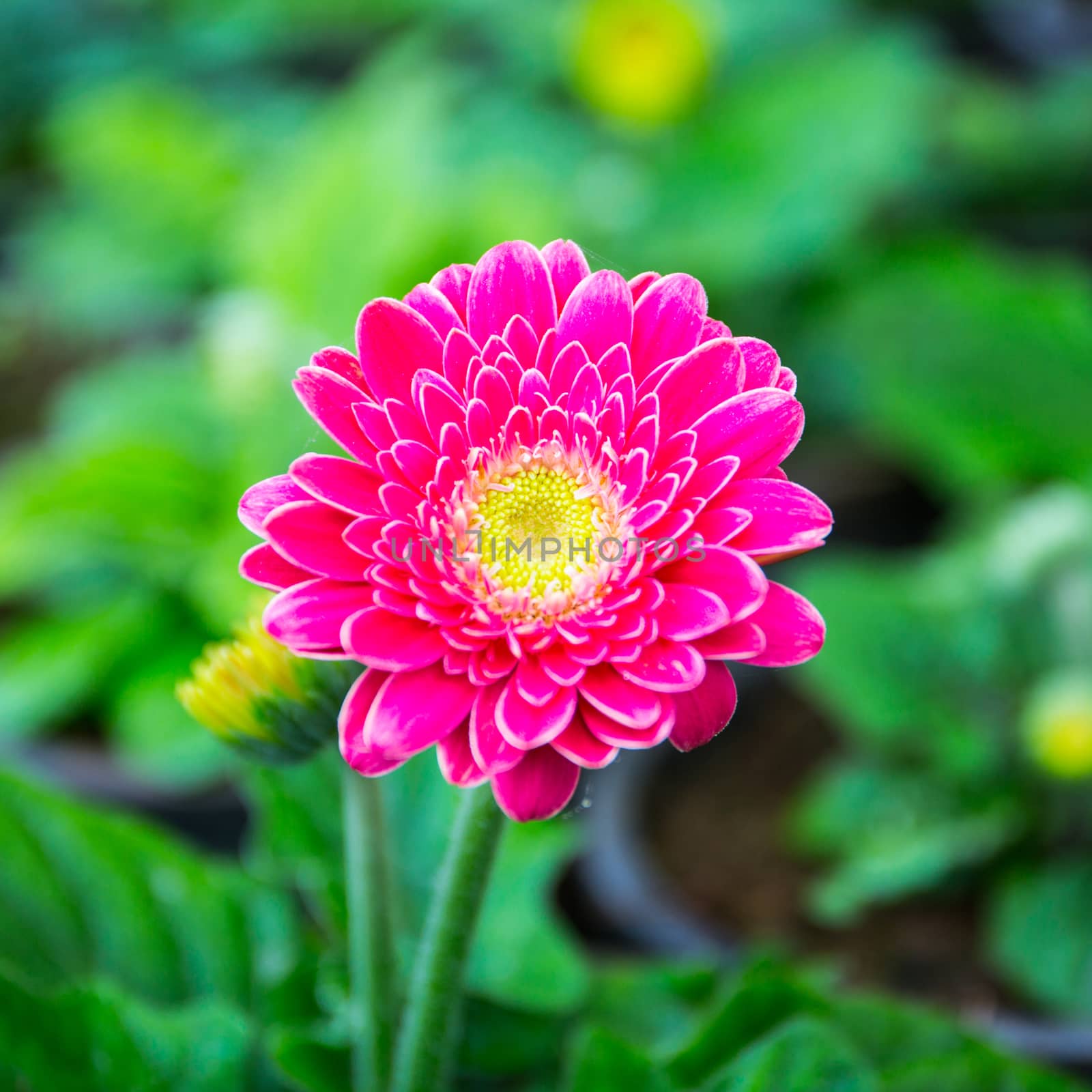 Pink gerbera flower garden