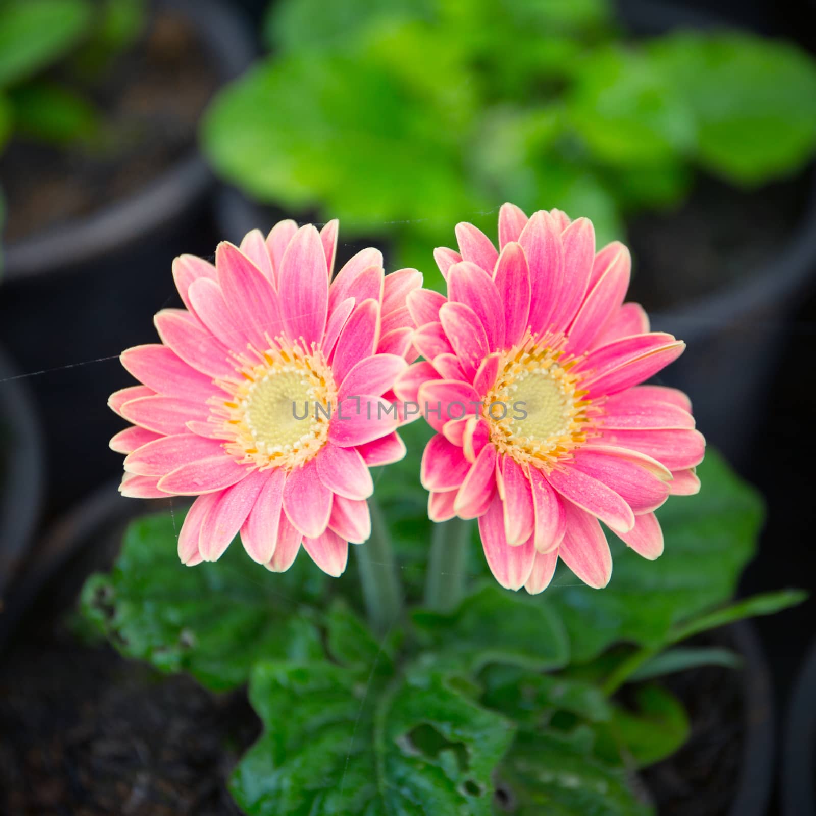 Pink gerbera flower garden