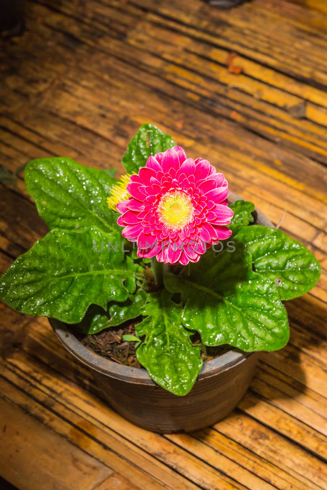 Pink gerbera flower garden