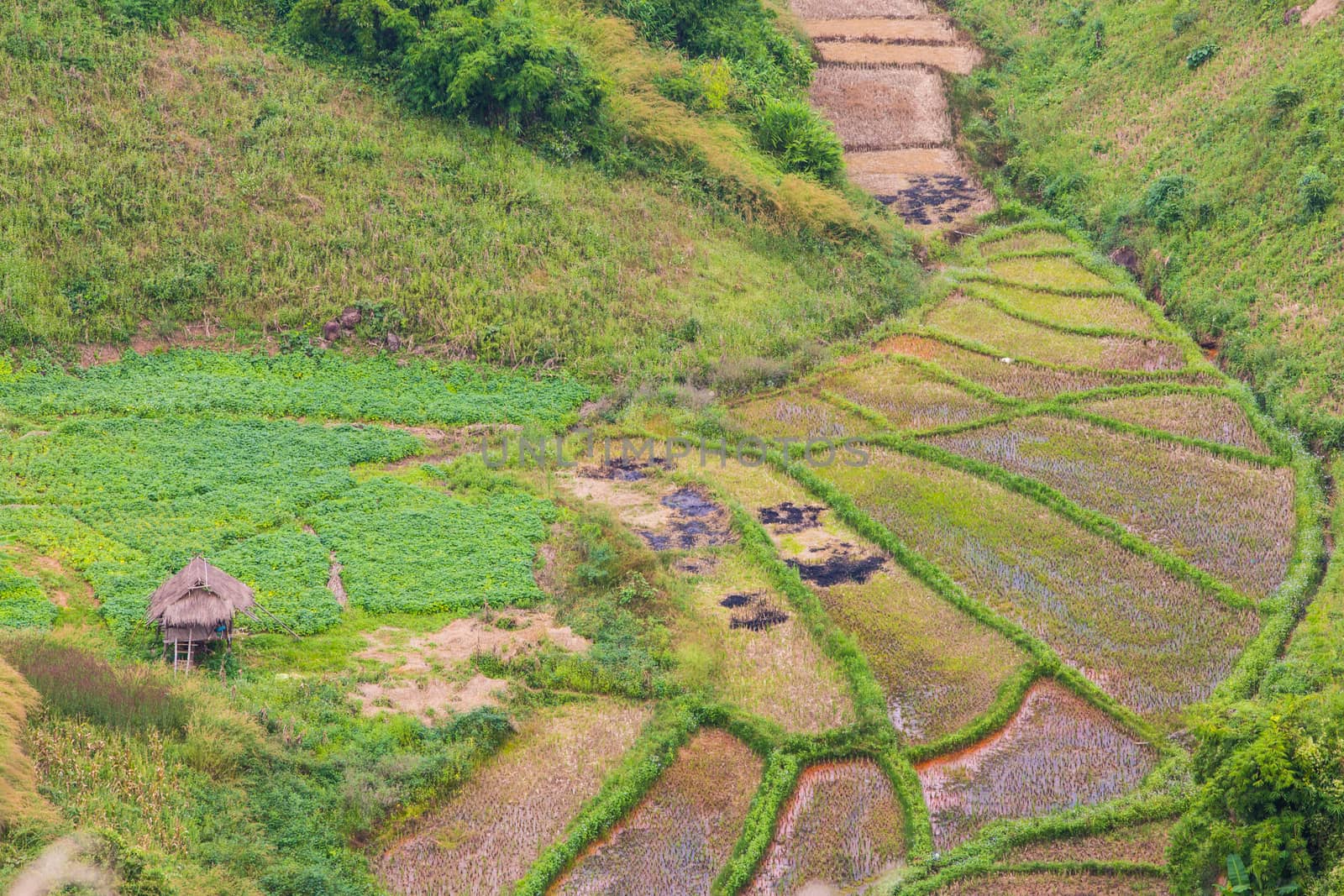 Thailand rice fields in the valley