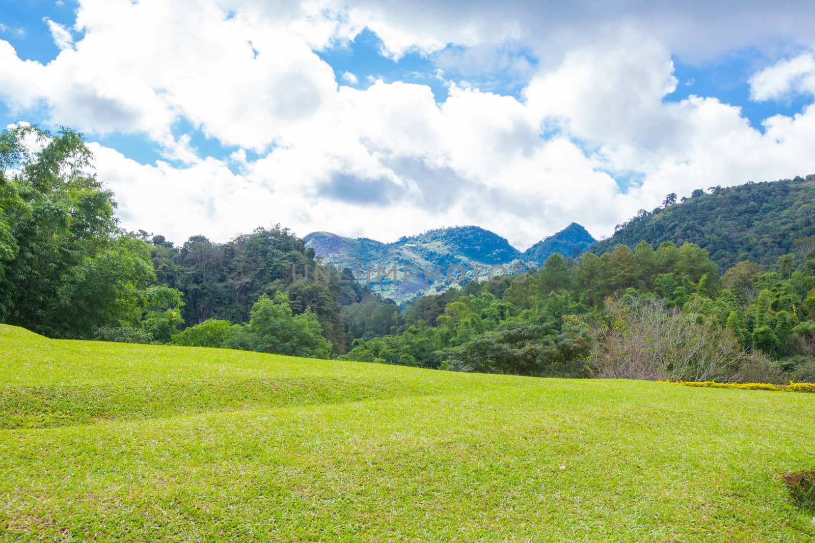 Grassland on rolling green hills.