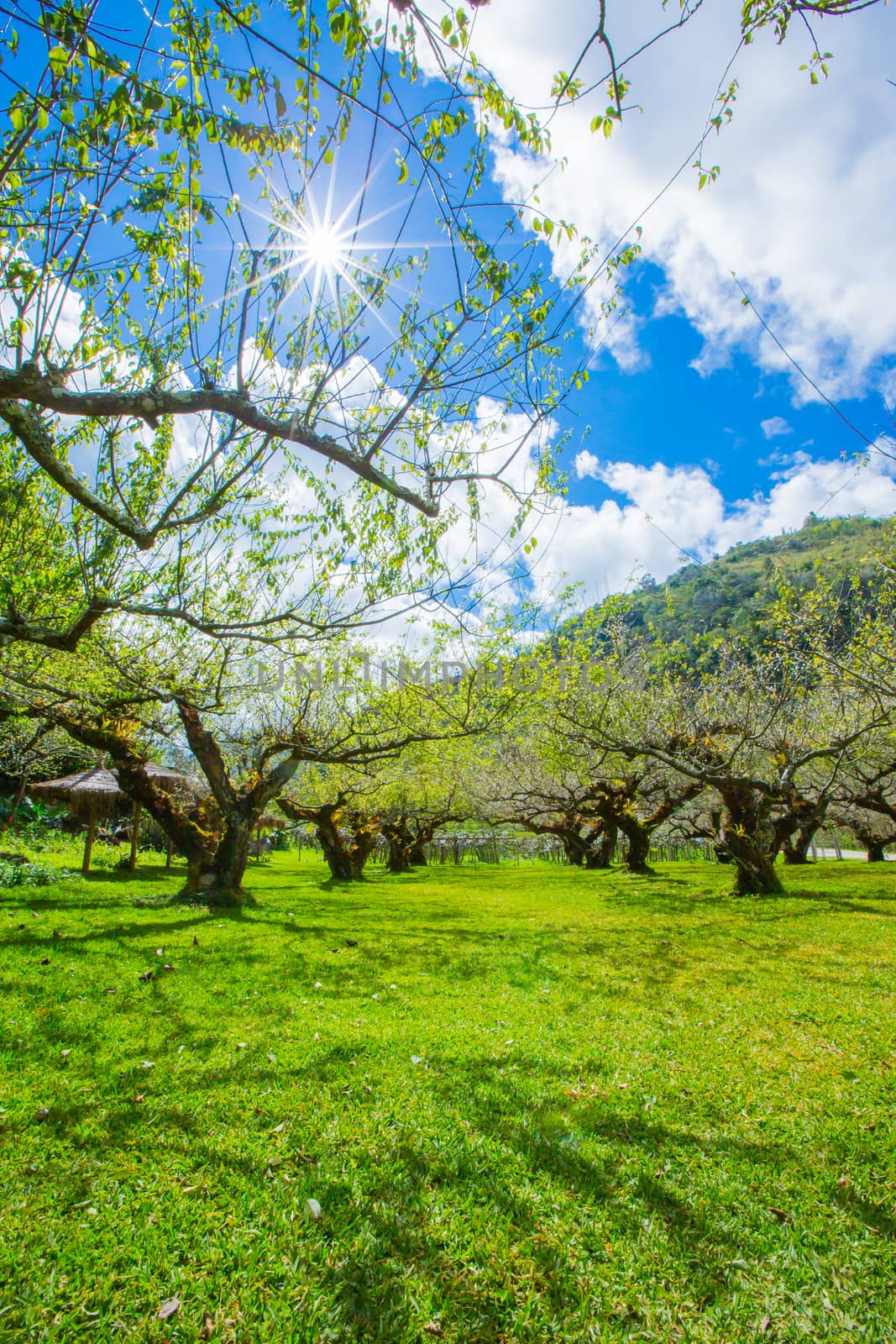 plum trees in winter thailand