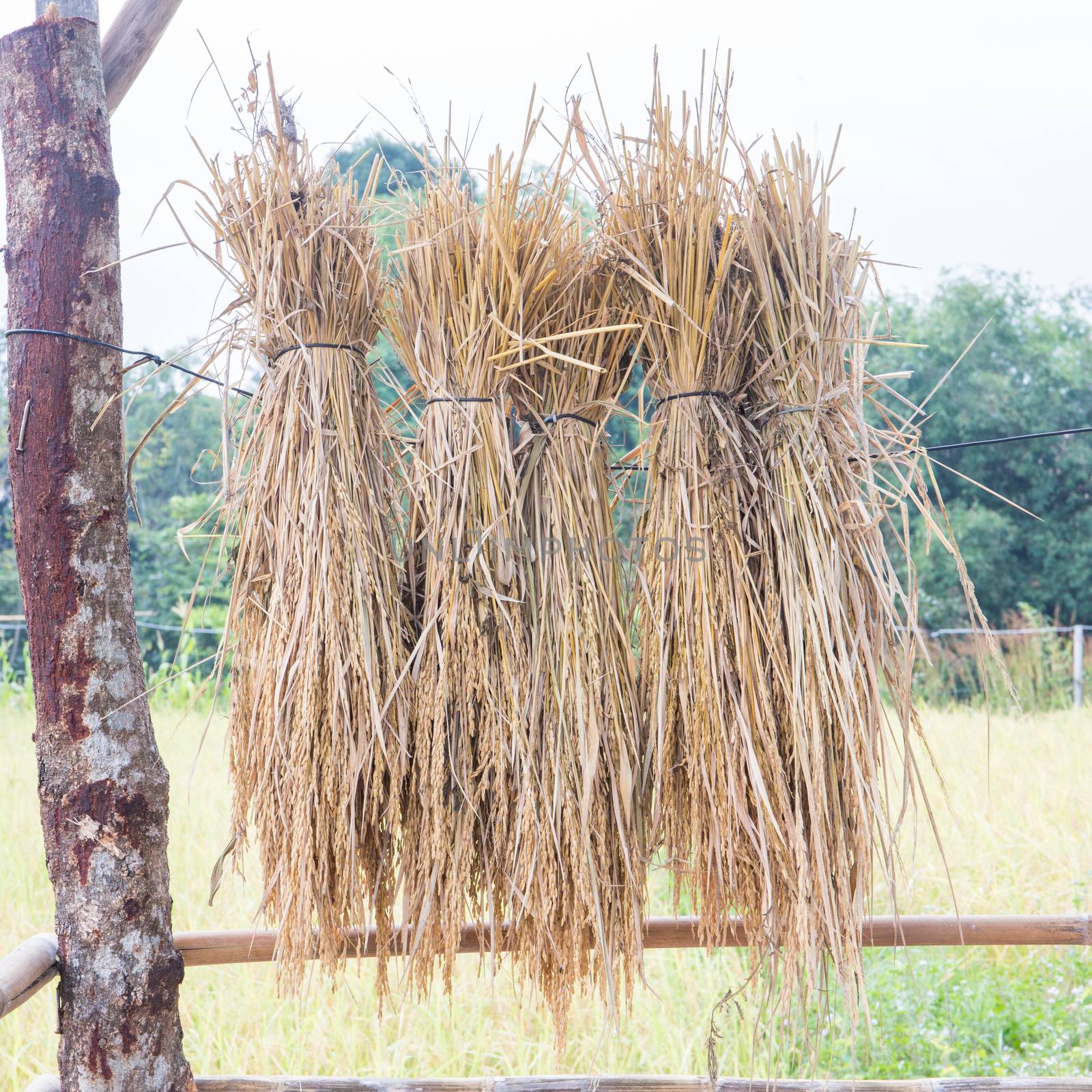 Rice hanging to dry.