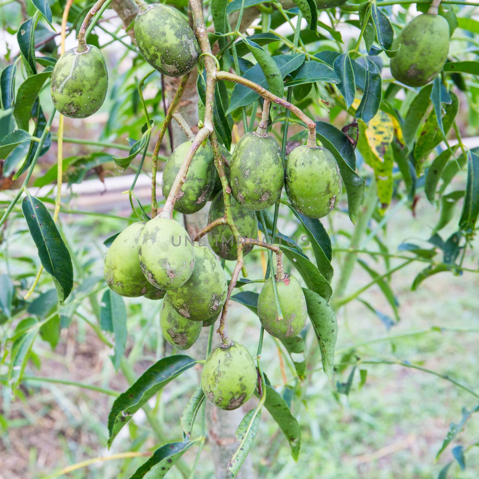 Olive fruit crop agricultural country at thailand