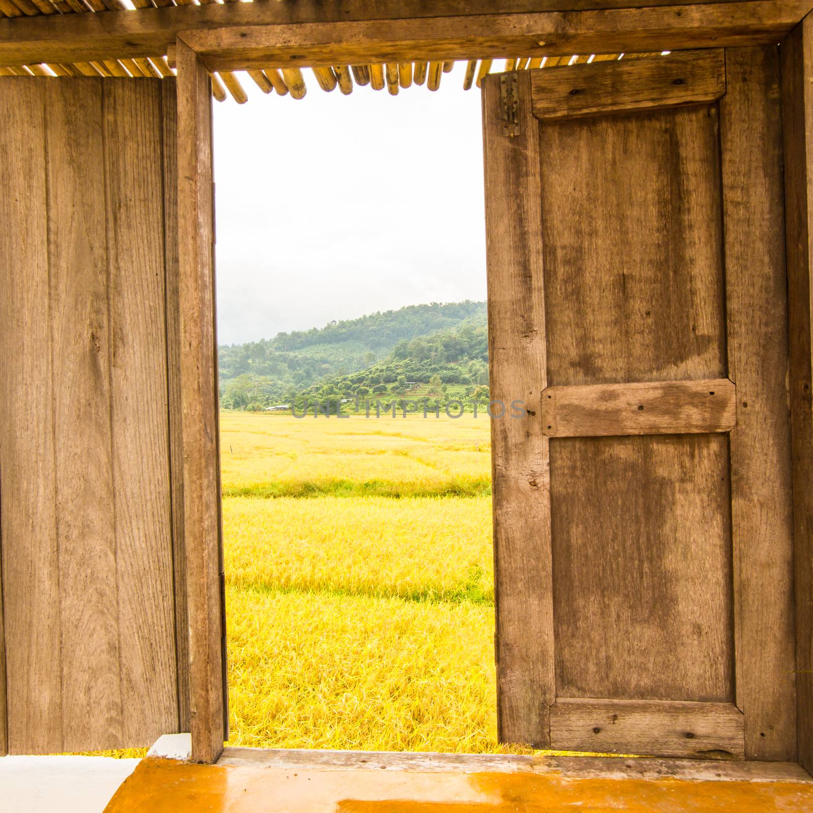 Golden rice fields outside the window