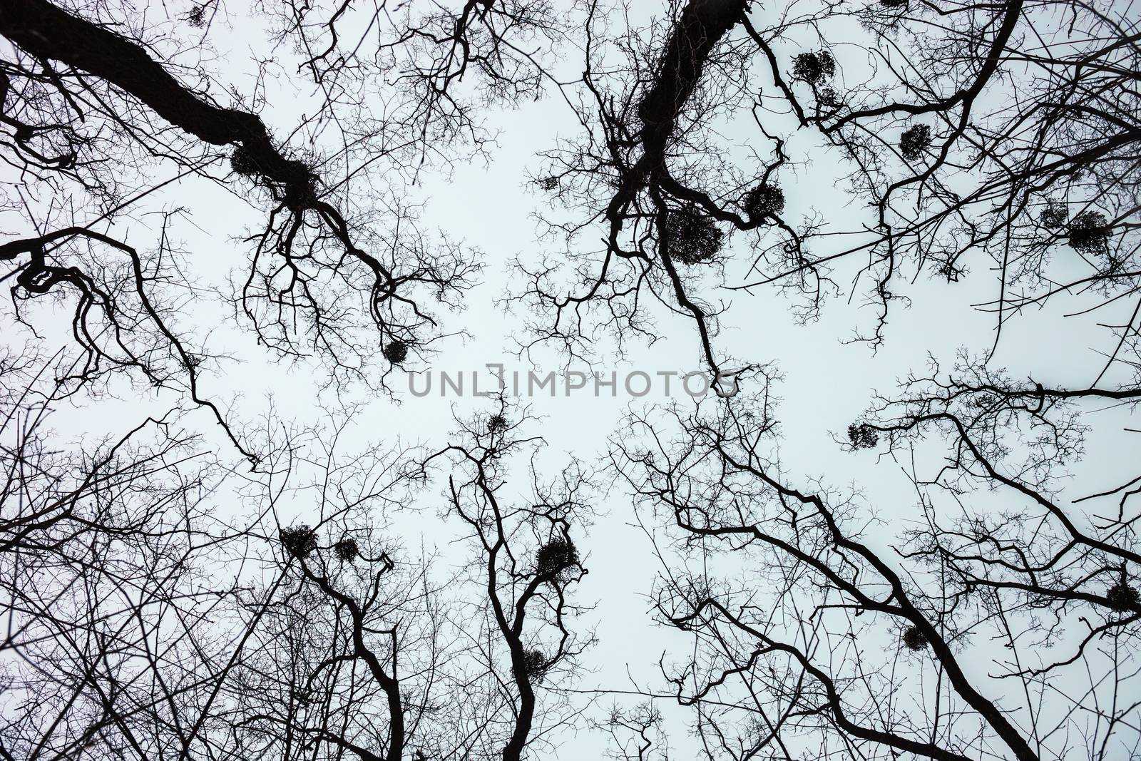 Silhouettes of bare trees with mistletoes against grey sky