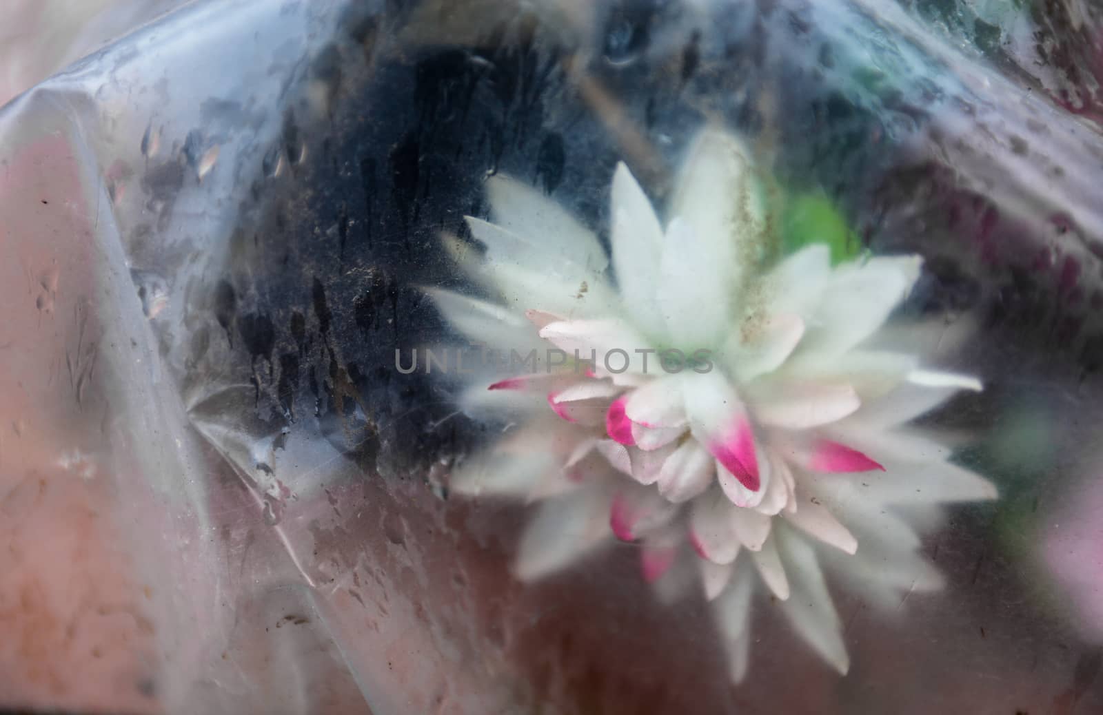 Artificial flowers thrown away in polyethylene by rootstocks