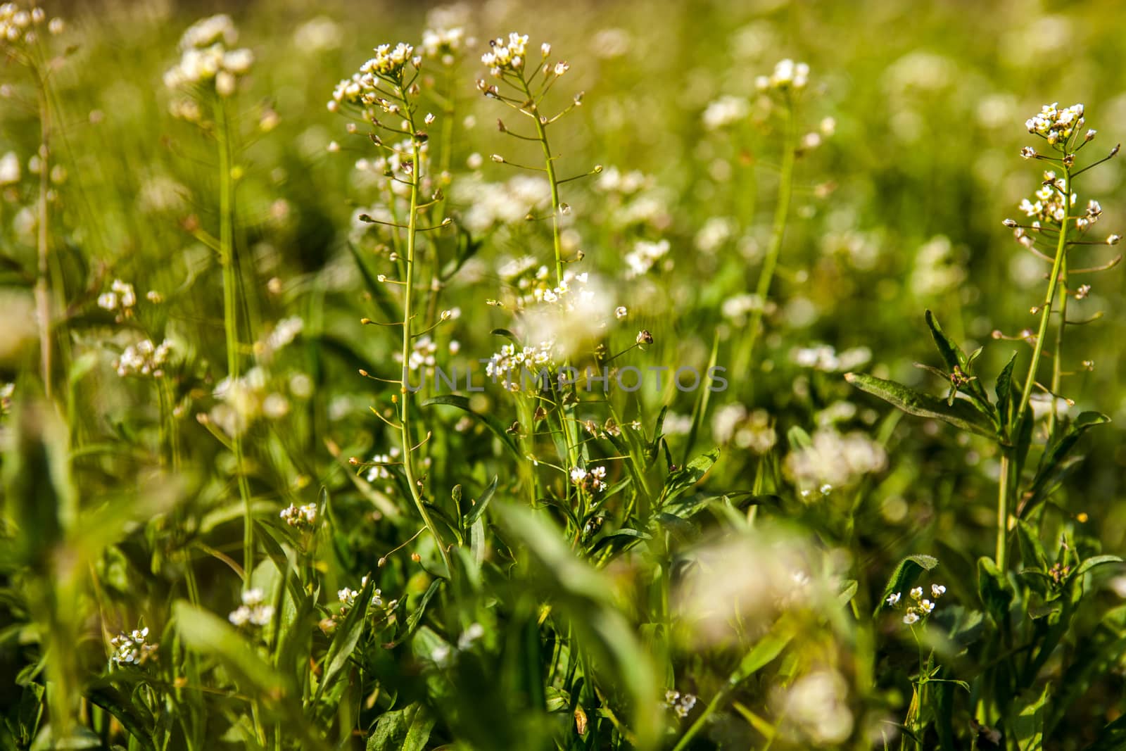 Meadow with shepherd's-purse flowers by rootstocks