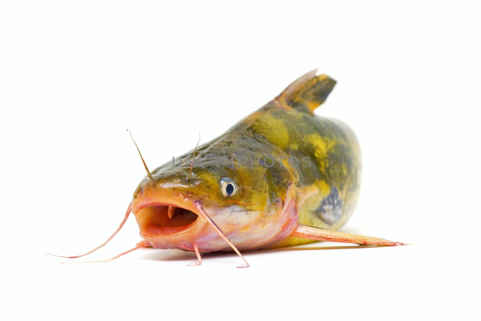 Catfish isolated on white background