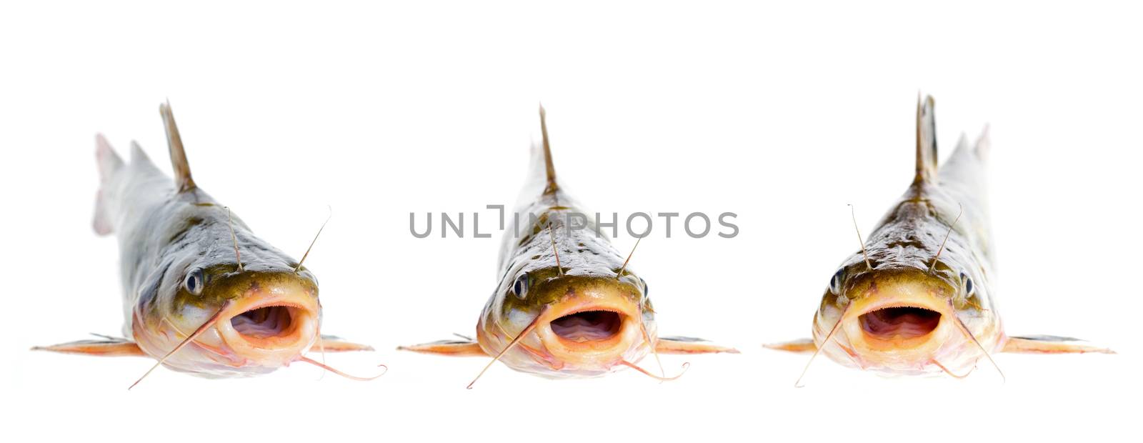 Catfish isolated on white background