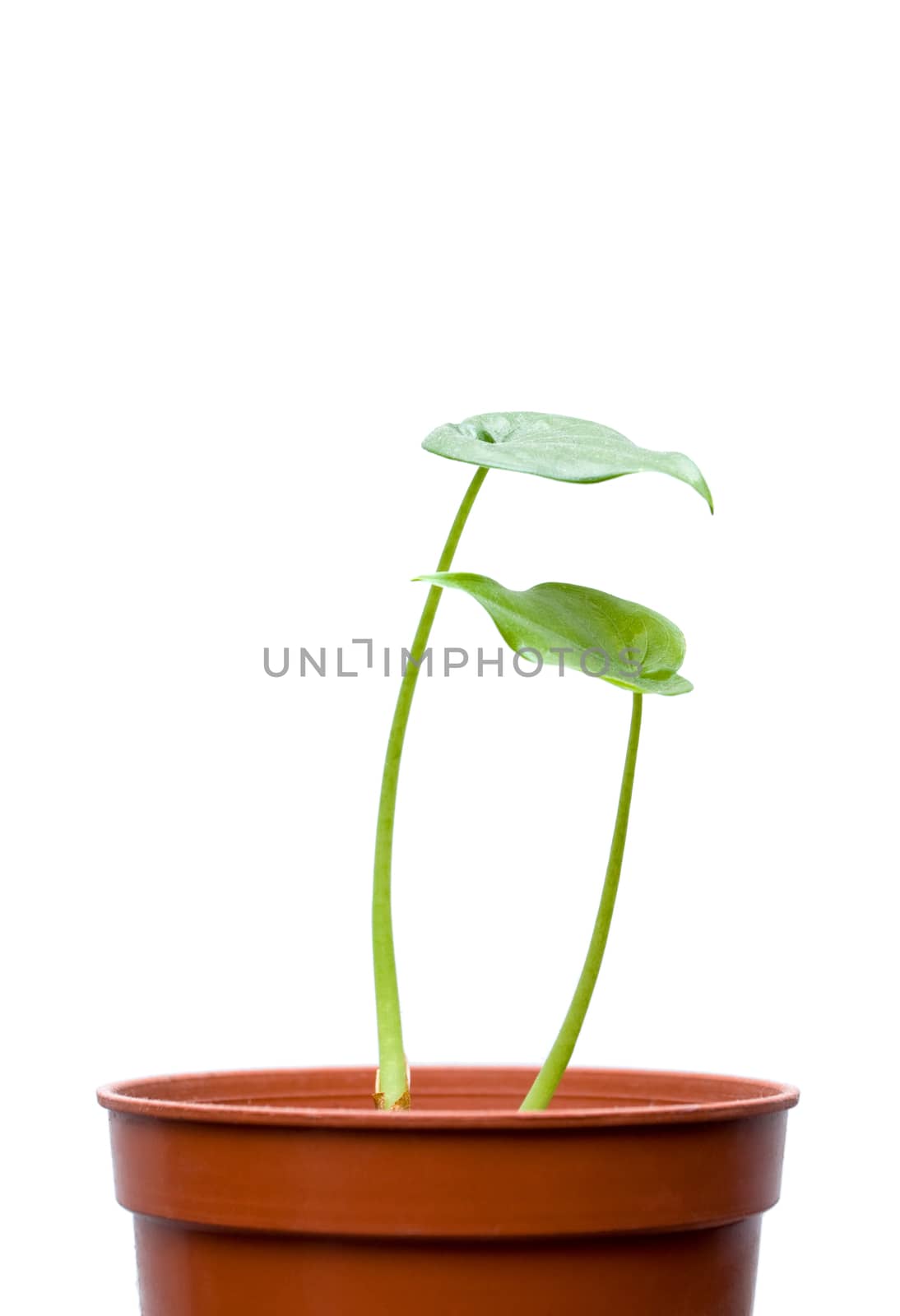 Seedlings in a flowerpot isolated on white background by myyaym
