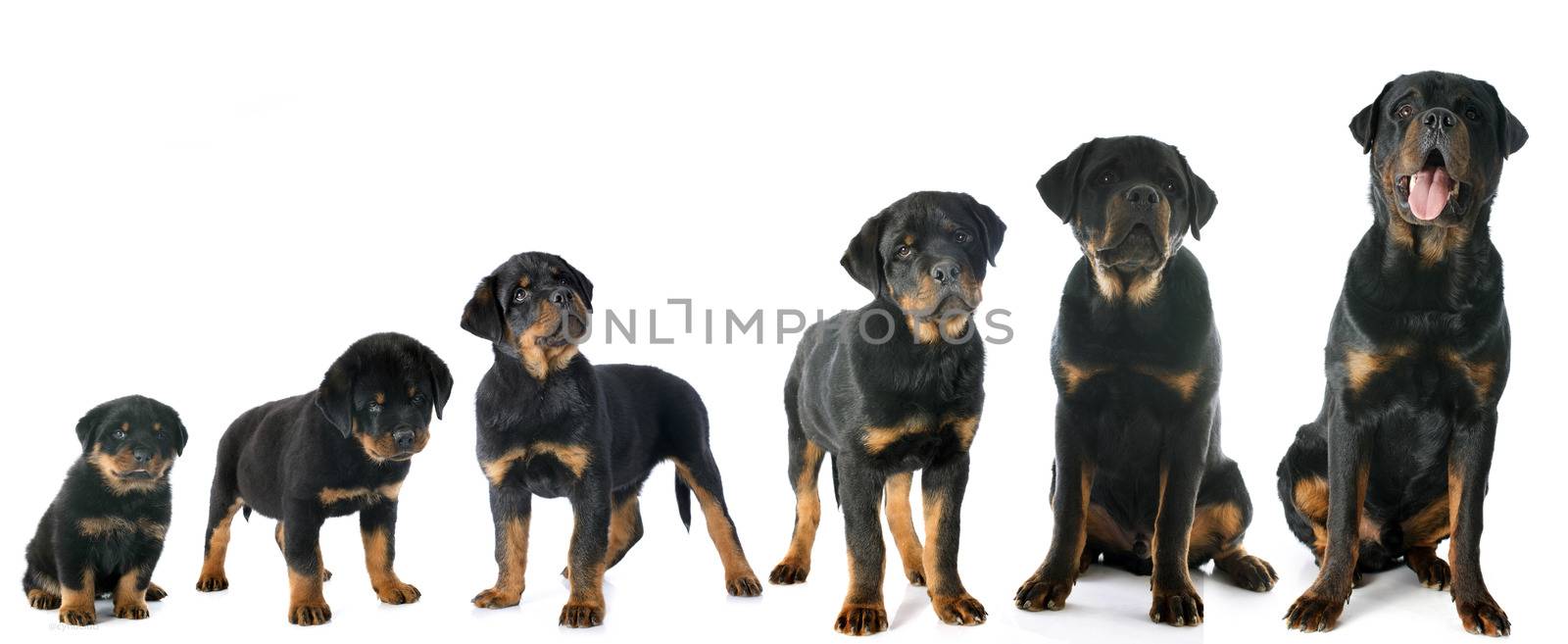 portrait of a purebred puppy rottweiler in front of white background