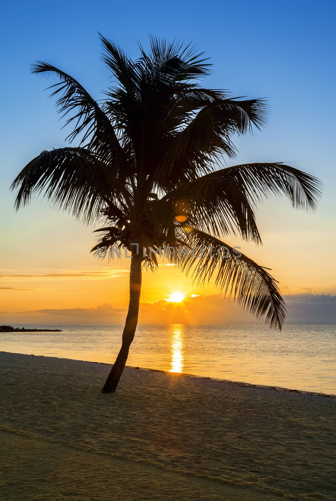 palm tree on a beach at sunset by vwalakte