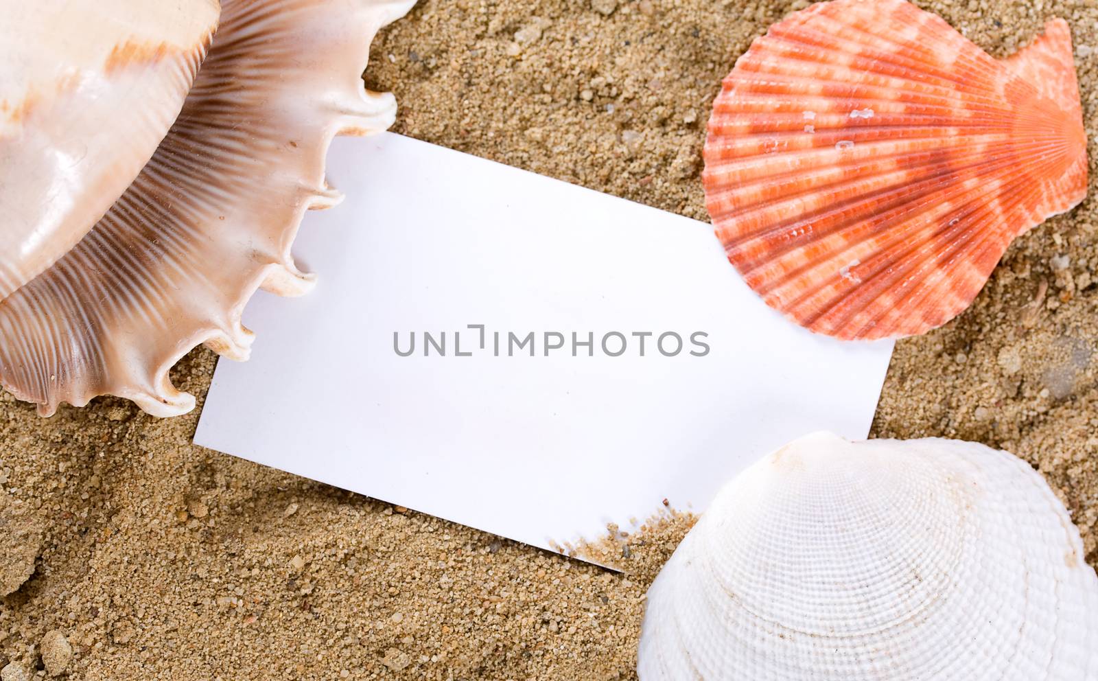Seashells with sand by Irina1977