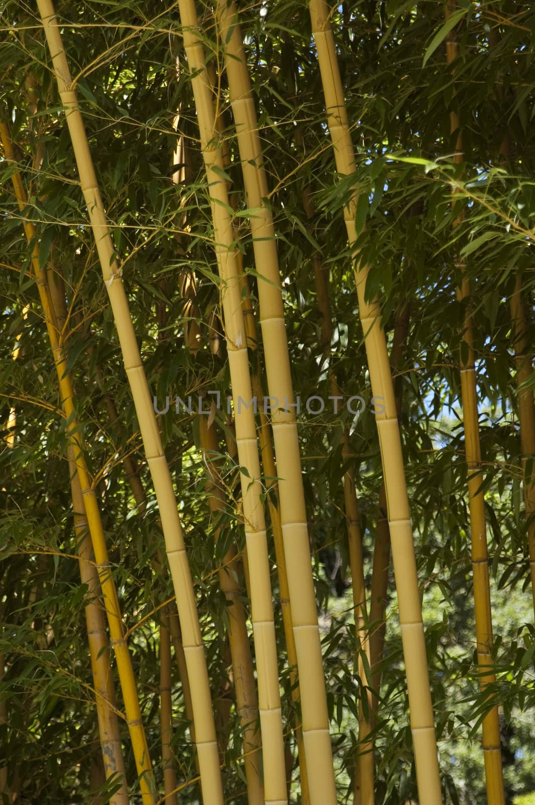 Bamboo Forest by vanessadevolder