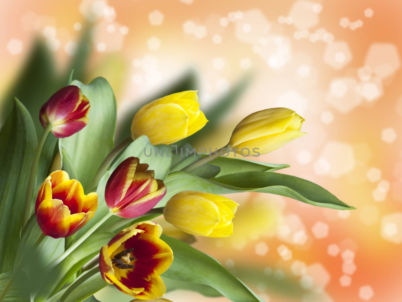 beautiful tulips on a yellow blurred background