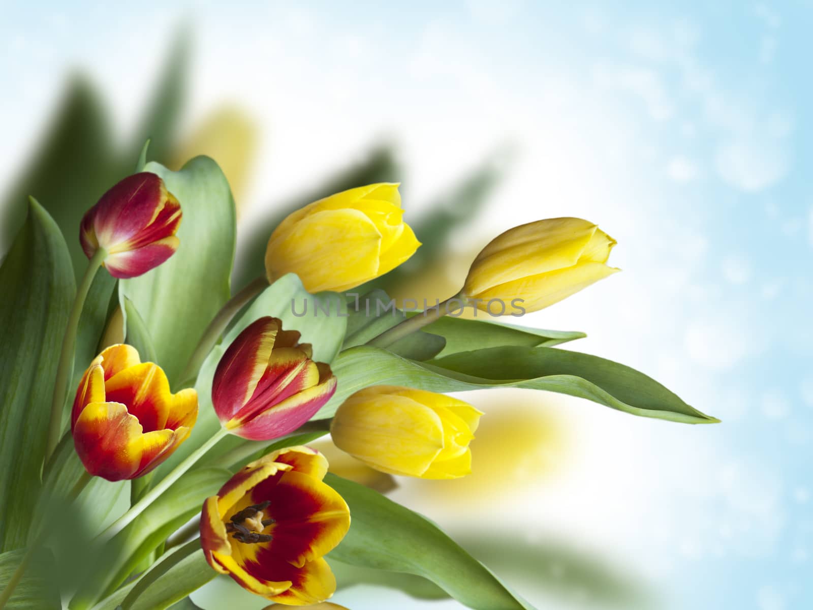 beautiful tulips on a yellow blurred background