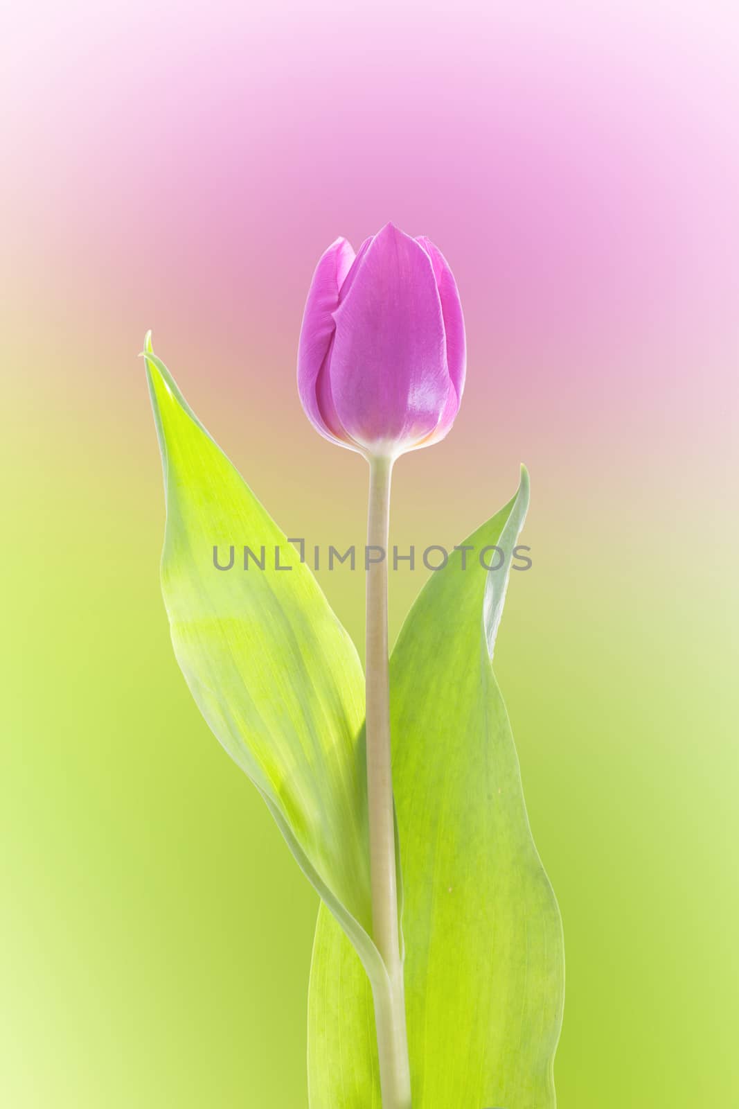 Purple tulip isolated on green and purple background