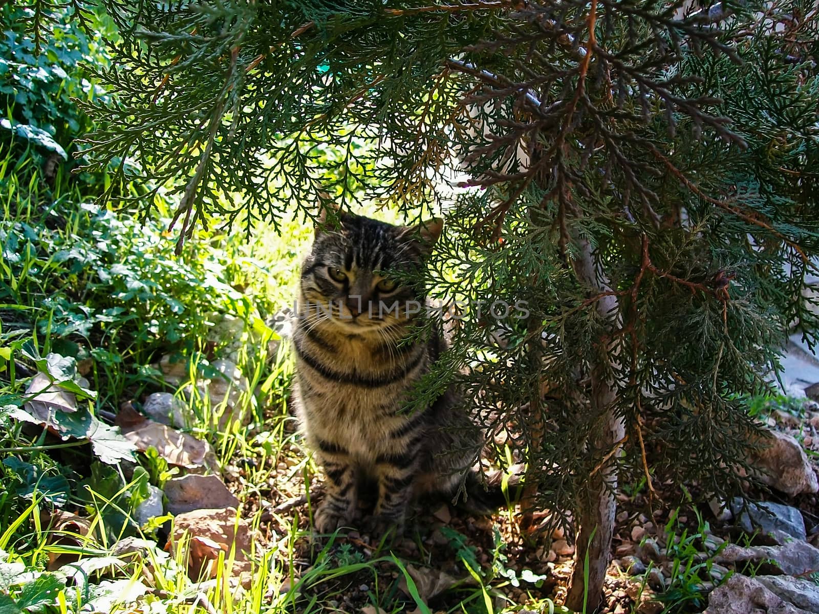 Close-up of a cat in the forest