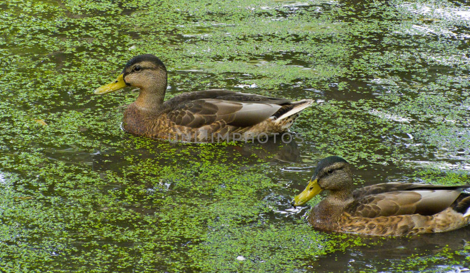 duck swims on the pond tighten green slime