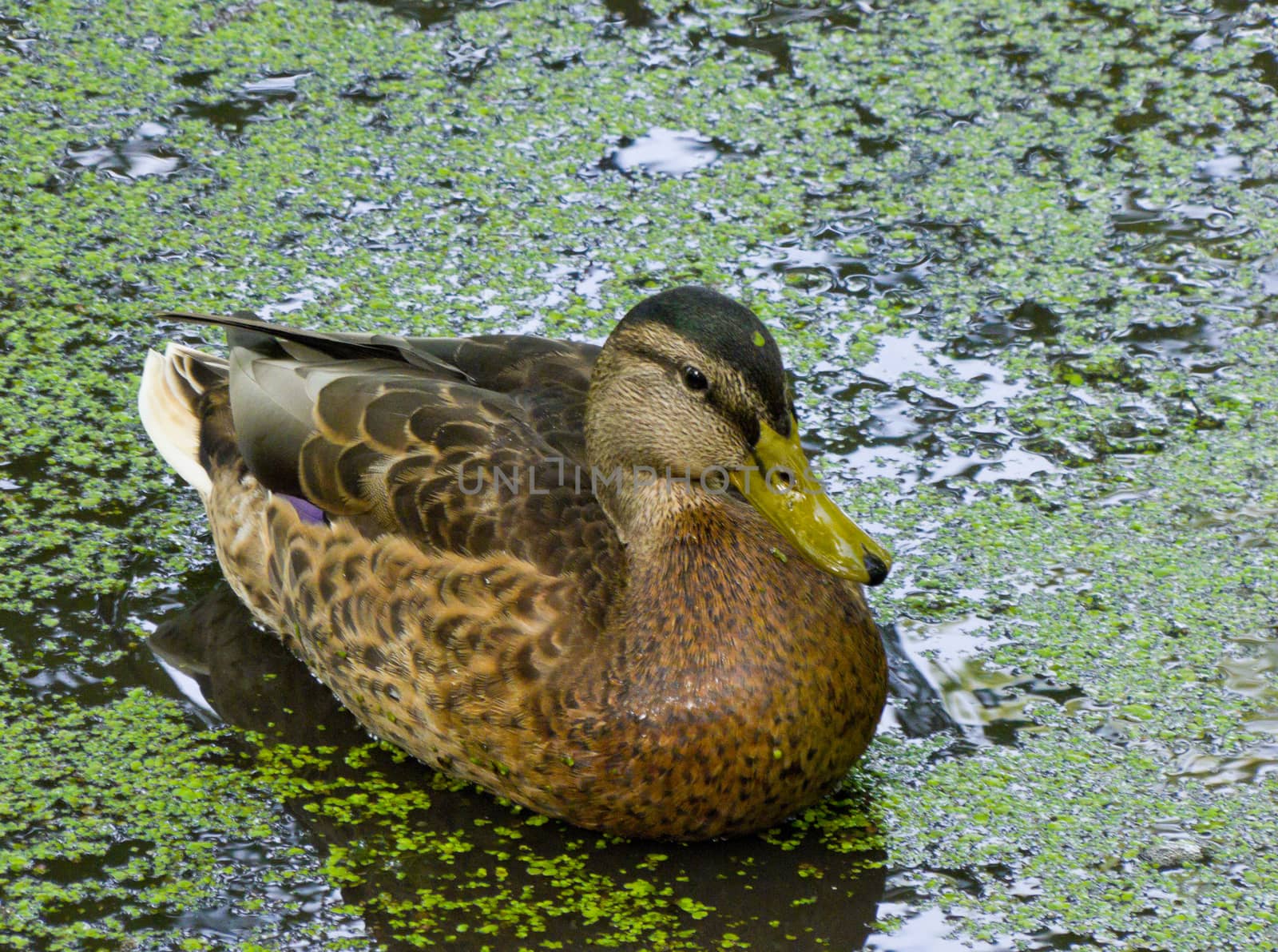 duck swims on the pond tighten green slime